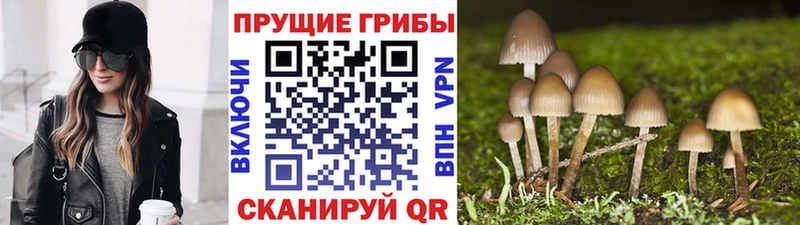 Галлюциногенные грибы мухоморы  darknet состав  Котельнич 